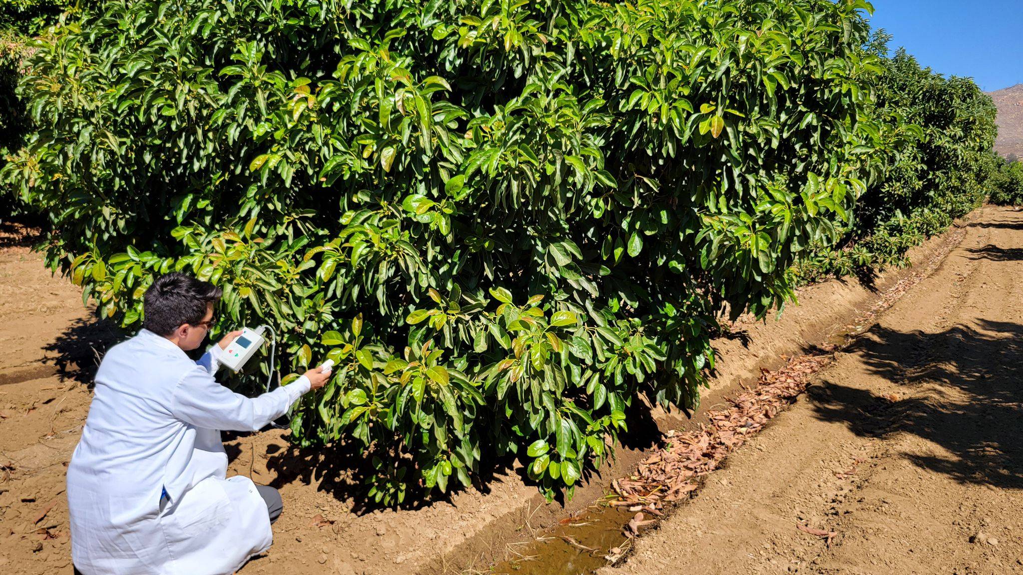 Eurosemillas-Green-Motion-Avocados|Eurosemillas-Green-Motion-Avocados